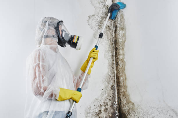 Best Commercial Mold Removal  in Silt, CO