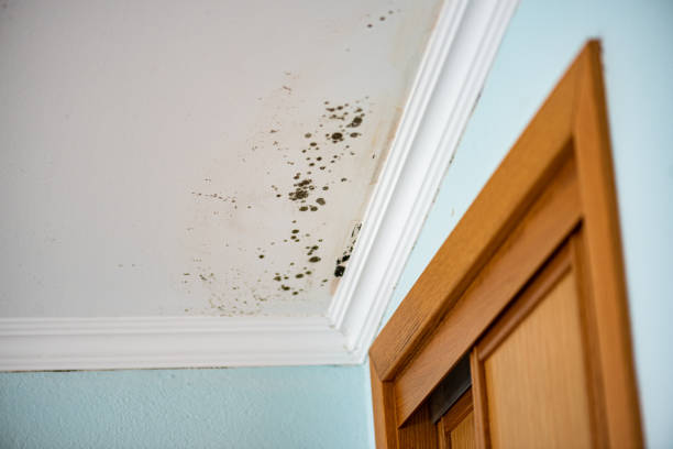 Best Black Mold Removal  in Silt, CO