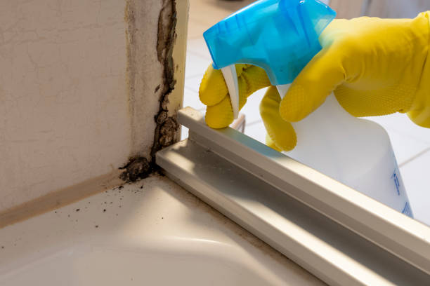 Best Mold Cleaning Services  in Silt, CO