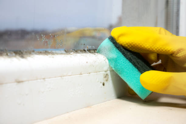 Best Mold Remediation Services  in Silt, CO