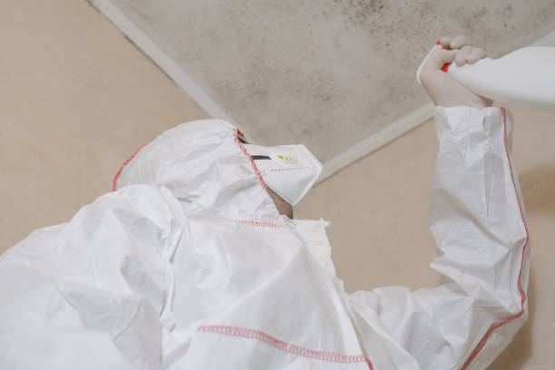 Best Mold Damage Repair  in Silt, CO