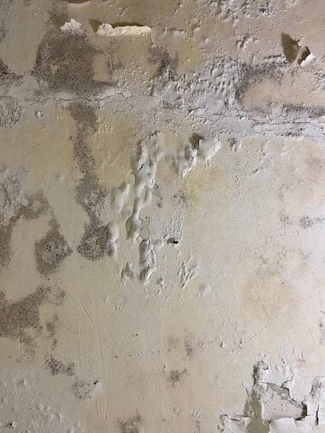 Best Mold Remediation  in Silt, CO