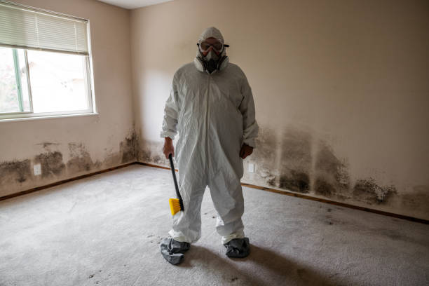 Best Professional Mold Removal  in Silt, CO