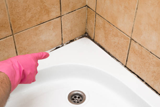 Professional Mold Removal in Silt, CO
